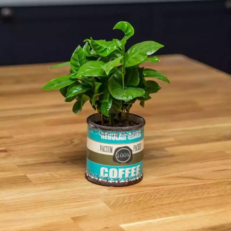 Grow your own coffee plant