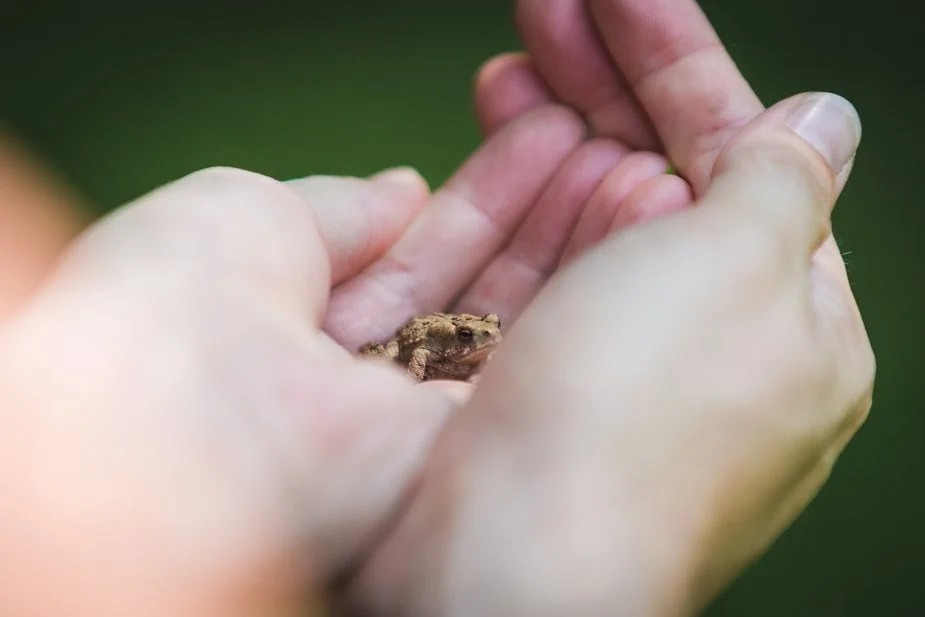 Tiny frog sitting in someone's hand