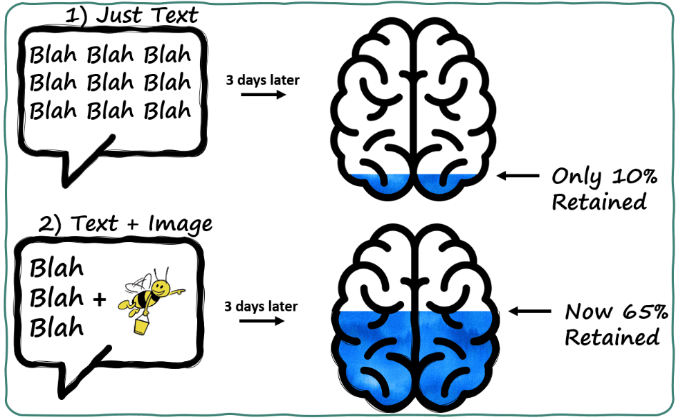 Two brains, one filled up with 65% retention compared to 10% in the other brain as a result of looking at pictures